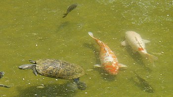 Red-eared slider turtle and Koi fish at pond i...