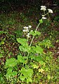 Valeriana alliariifolia