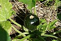 Cucurbita pepo "Summer pumpkin" ("zapallito pumpkin"), un zapallito redondo (no confundir con el zapallito argentino que es Cucurbita maxima Zapallito group que se ve muy igual), en general incluido en Pumpkin Group pero aquí separado porque son cultivares desarrollados para ser consumidos inmaduros, desarrollados en Italia y Francia, cultivares ejemplo: 'Tondo di Nizza' o en francés 'Ronde de Nice', 'Tondo Chiaro di Toscana', 'Tondo Scuro di Piacenza', 'Gourmet Globe' es el único que llegó a USA, 'Tondo di Piacenza' es el de la foto.