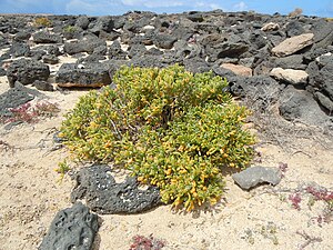 Tetraena fontanesii, Lanzarote.