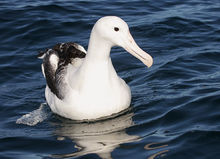 massive white bird with black wings and pink bill sits on the surface of the water