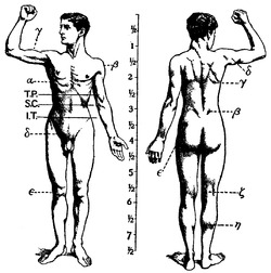 1911 Britannica - Anatomy - Muscular.png