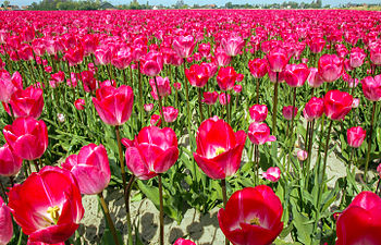 13/07: Camp de tulipes a Holanda
