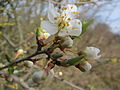 Reilingen, Februar 2014