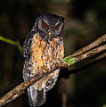 Tawny-bellied screech owl