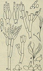 Conidioforen en kiemende conidia (l, m, n) van Penicillium italicum
