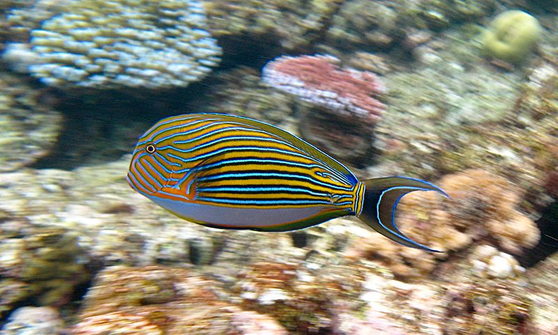 Striped Surgeon (Acanthurus lineatus) on Flynn reef (near Cairns), Great Barrier Reef, Queensland, Australia. Photo: Toby Hudson, Wikimedia Commons