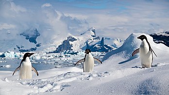 Pinguins-de-adélia (Pygoscelis adeliae) nas ilhas Shetland do Sul. O pinguim-de-adélia é um membro de tamanho médio da família dos pinguins. O comprimento do corpo geralmente não ultrapassa 70 cm. O macho tem a mesma coloração da fêmea, mas geralmente é mais alto. A coloração geral é simples, uniformemente preto e branco, uma característica específica é a borda branca em forma de anel ao redor de ambos os olhos. Mais de 90% da sua alimentação é krill, mas também caçam peixes, mais raramente cefalópodes. Seu corpo está adaptado para mergulhar e nadar debaixo d'água. Pode mergulhar até 200 metros de profundidade e nadar a uma velocidade de 20 km/h. (definição 3 934 × 2 213)