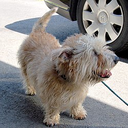 http://upload.wikimedia.org/wikipedia/commons/thumb/0/0e/Adult_Glen_of_Imaal_terrier.jpg/250px-Adult_Glen_of_Imaal_terrier.jpg