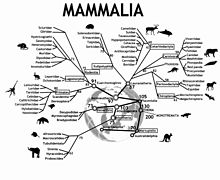 Evolua arbo de mamuloj