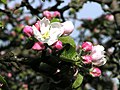 Apfelblüte 3