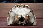 ミナミアフリカオットセイ頭蓋骨を後ろから見たところ。大きい穴が大後頭孔。