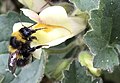Pollen-covered garden bumblebee, newly emerged from flower