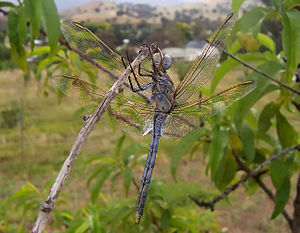 Australian Blue Dragonfly