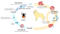 Babesia canis life cycle de