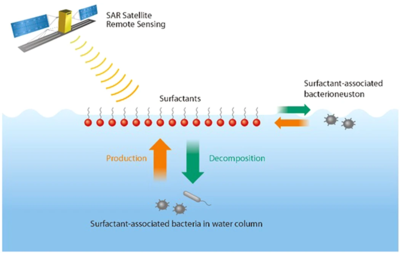 Bacteria, sea slicks and satellite remote sensing. Surfactants are capable of dampening the short capillary ocean surface waves and smoothing the sea surface. Synthetic aperture radar (SAR) satellite remote sensing can detect areas with concentrated surfactants or sea slicks, which appear as dark areas on the SAR images. Bacteria, sea slicks and satellite remote sensing.webp