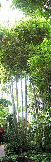 Bambus berlin botanischer garten.jpg