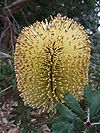 Banksia epica