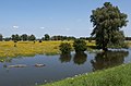 Beuningen, les Beuningse Uiterwaarden (plaines inondables) près de la Waardhuizenstraat pendant les hautes eaux du Waal