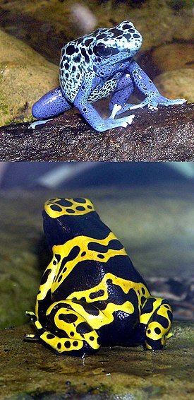 Sininuolimyrkkysammakko (Dendrobates azureus) ja keltanuolimyrkkysammakko (Dendrobates leucomelas)