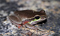 Litoria citropa