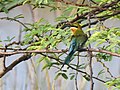 Blue-tailed bee-eater, Jan '21