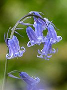 Photographie d'une jacinthe des bois.