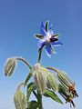 Borago officinalis