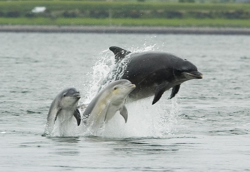 Berkas:Bottlenose dolphin with young.JPG