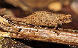 Nano brukezija (Brookesia nana)