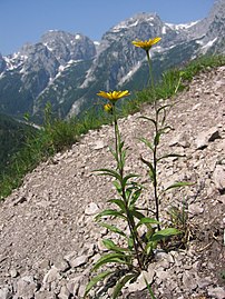 Buphthalmum salicifolium in Hochstein, Austria