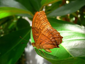 پروانه گشت‌زن پروانه‌ای است از خانواده فرچه‌پایان. این پروانه در جنوب شرقی آسیا و اقیانوسیه زندگی می‌کند.