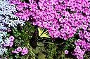 Butterflycreepingflox - West Virginia - ForestWander