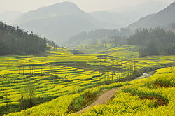 羅平県の菜の花の段々畑