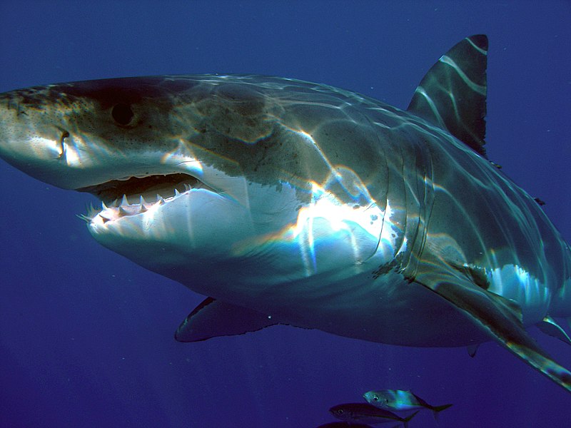 File:Carcharodon carcharias.jpg