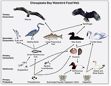 Waterbird food web in Chesapeake Bay Chesapeake Waterbird Food Web.jpg