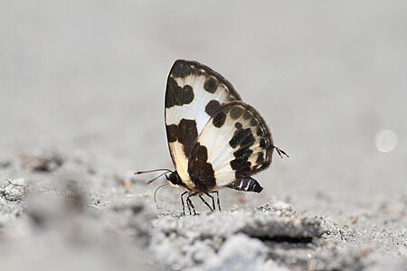 Ventral view