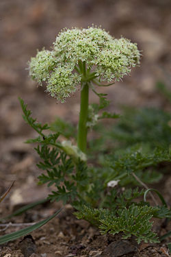 Cnidium cnidiifolium