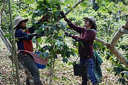 Koffie plukken in Laos, 2012