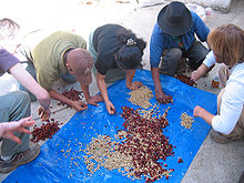 Fair trade coffee beans, pictured here being sorted in 2007, have made up the majority of Starbucks' imports from coffee-producing countries. Coffee beans being sorted and pulped.jpg