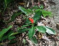 Costus scaber