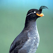 Crested auklet