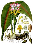 Curcuma zedoaria — Куркума цитварная