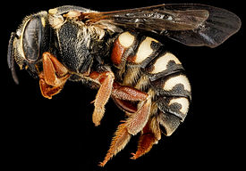 Dianthidium concinnum