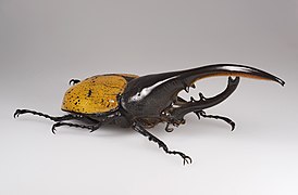 Hercules beetle