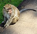 Közönséges makákó (Macaca fascicularis)