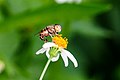 斑眼食蚜蠅採蜜