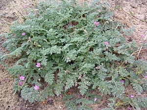 Heegernääb (Erodium cicutarium)