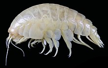 The deep sea amphipod Eurythenes plasticus, named after microplastics found in its body, demonstrating plastic pollution affects marine habitats even 6000m below sea level. Eurythenes plasticus (10.11646-zootaxa.4748.1.9) Figure 4 (cropped-female).jpg