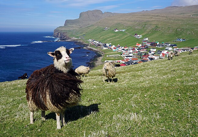法羅群島南島的特有種法羅羊，後方為島上的松巴鎮。